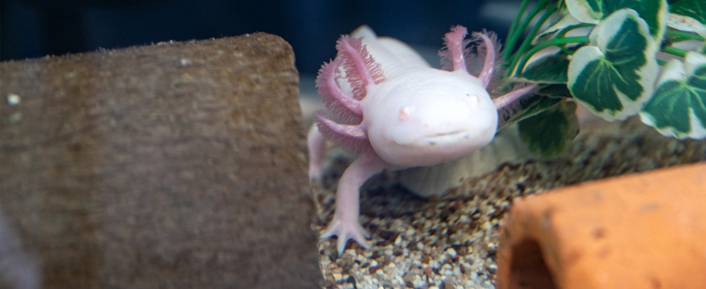 Ein weißes Axolotl im Aquarium 