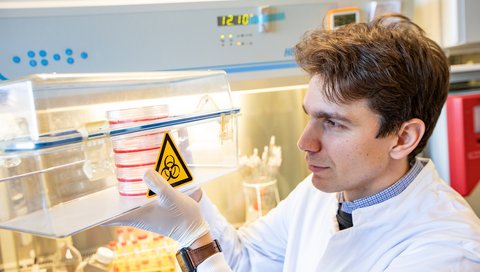 Ein Nachwuchswissenschaftler sitzt im Labor an einer Werkbank und betrachtet Zellkulturen.