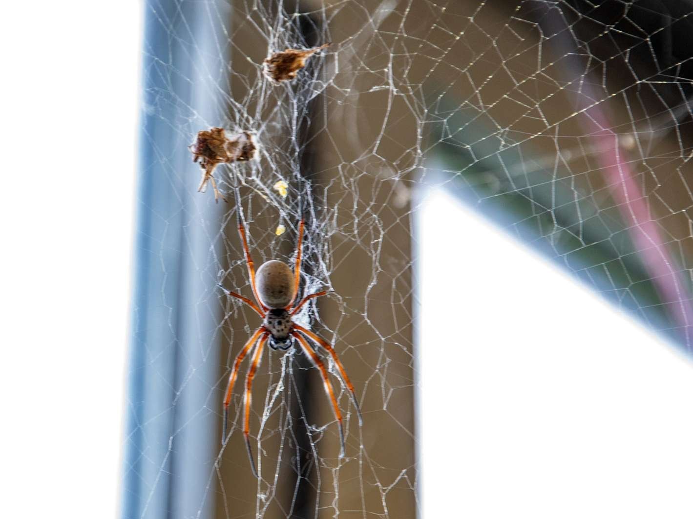 Eine ausgewachsene weibliche Radnetzspinne. 