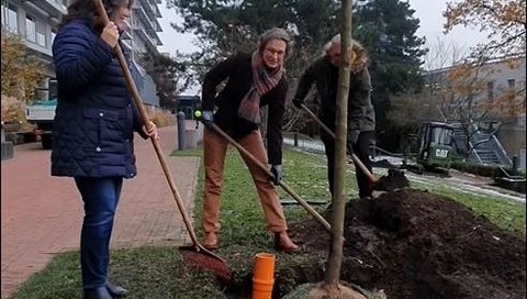 MHH-Vizepräsidentin Martina Saurin und zwei weitere Personen pflanzen im MHH-Patientengarten einen Baum ein. 