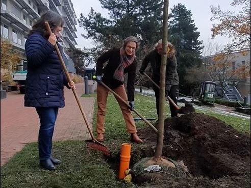 MHH-Vizepräsidentin Martina Saurin und zwei weitere Personen pflanzen im MHH-Patientengarten einen Baum ein. 