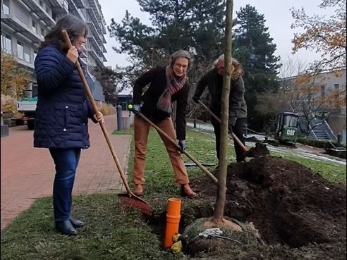 MHH-Vizepräsidentin Martina Saurin und zwei weitere Personen pflanzen im MHH-Patientengarten einen Baum ein.