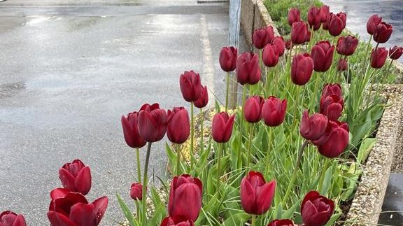  rote Tulpen Parkdeck