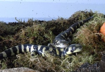 Zwei Ambystoma mavortium in einem Terrarium