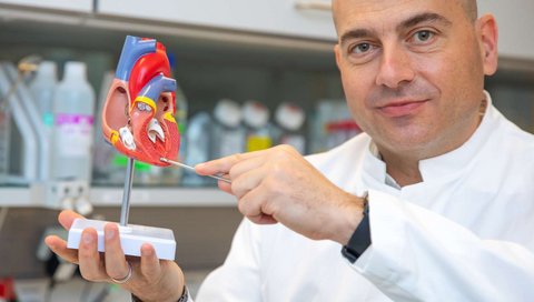 Professor Dr. Dr. Thomas Thum hält ein Herzmodell in der Hand und zeigt, an welcher Stelle sich die Herzkammer bei Fibrosebildung durch krankhafte Bindegewebseinlagerungen verdickt.