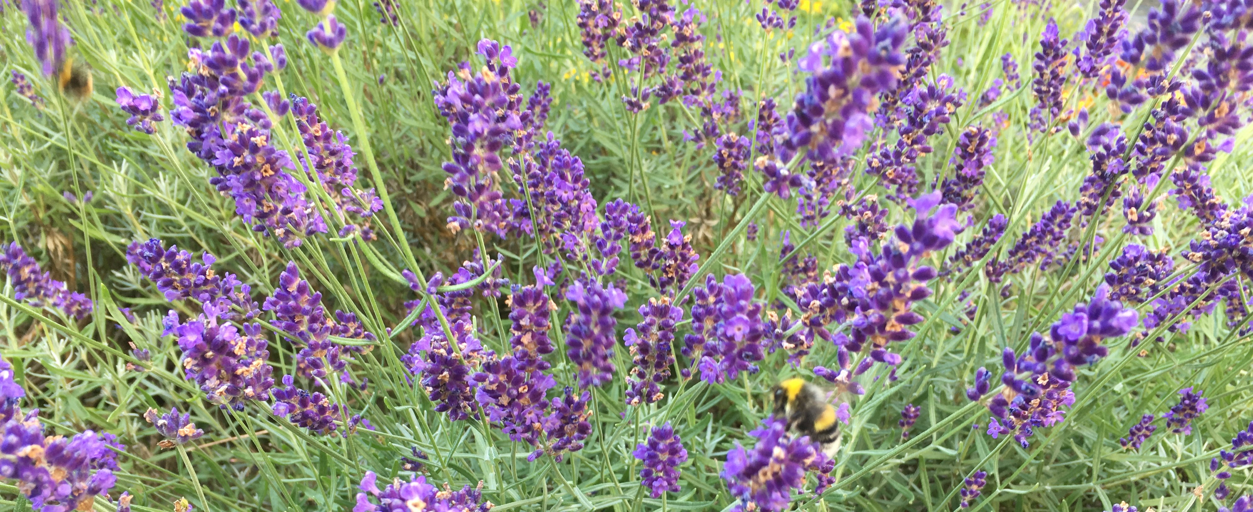 Lilafarbene Lavendelblüten nit grünen Blättern und eine Hummel am rechten Bildrand