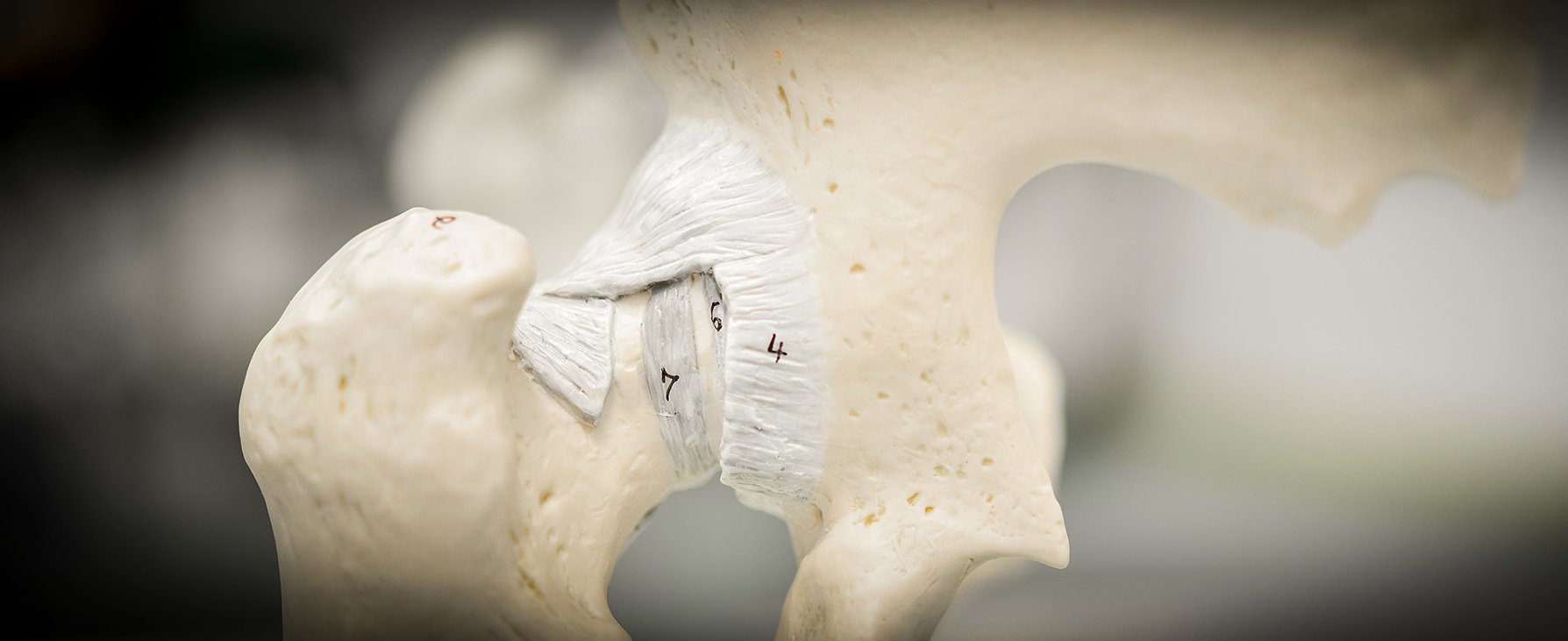 Anatomisches Modell des Hüftgelenks