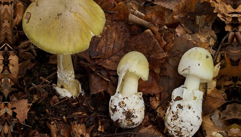 The green amanita mushroom in different stages of growth.