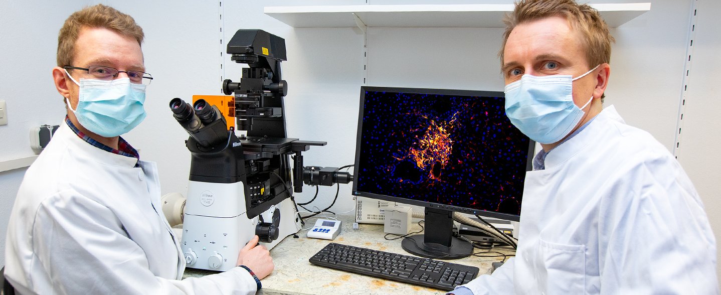 zeigt PD Dr. Ingmar Mederacke (rechts) und PhD-Student Florian Hamberger vor einer fluoreszenzmikroskopischen Aufnahme einer Metastase mit aus hepatischen Sternzellen stammenden Krebs-assoziierten Fibroblasten