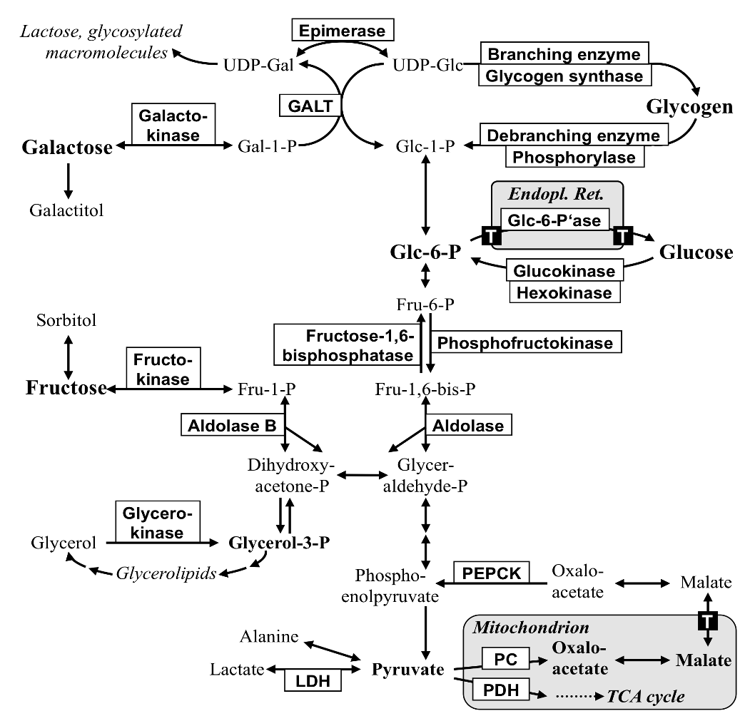 Glukosestoffwechsel bis zum Pyruvat Copyright: Vademecum Metabolicum