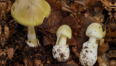 The green death cap mushroom in various stages of growth.