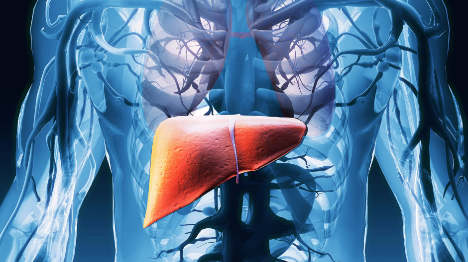 The graphic shows the three-dimensional image of a human torso and the liver is highlighted in colour. 