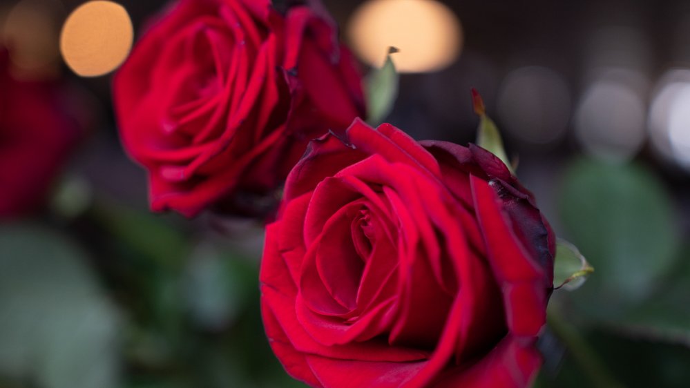 Nahaufnahme der roten Rosen