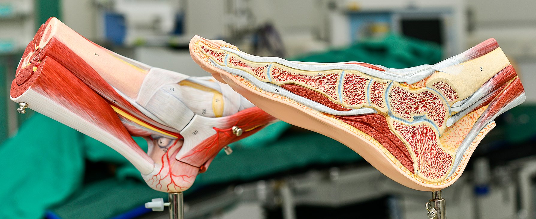 Zwei anatomische Modelle des Fußes, im Hintergrund eine Ansicht der Muskeln und Sehnen, im Vordergrund ein Längsschnitt durch den Fuß 