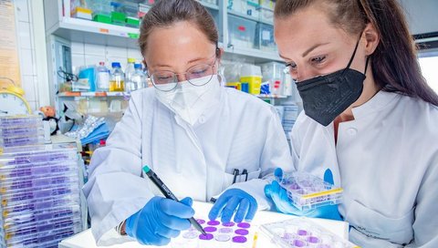 Die beiden Wissenschaftlerinnen Dr. Amelie Wachs und Talia Schneider stehen in einem Labor des Instituts für Virologie. Sie schauen sich Zellkulturplatten an, die mit Coronaviren infiziert wurden.