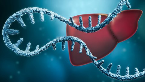 Ein blauer symbolischer RNA-Strang schwebt vor der symbolischen Abbildung einer roten Leber.