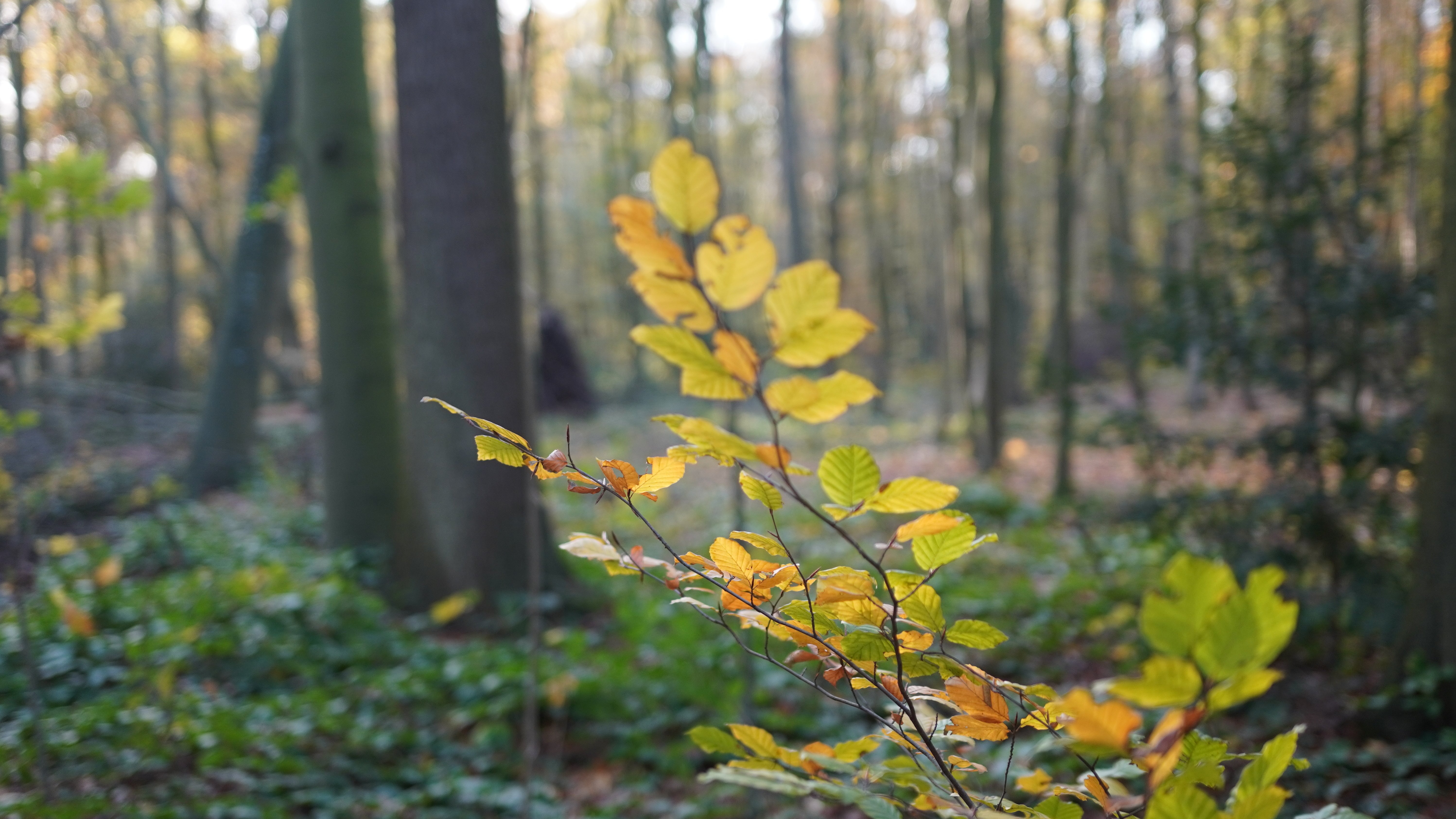 Herbstlicher Morgen im Wald