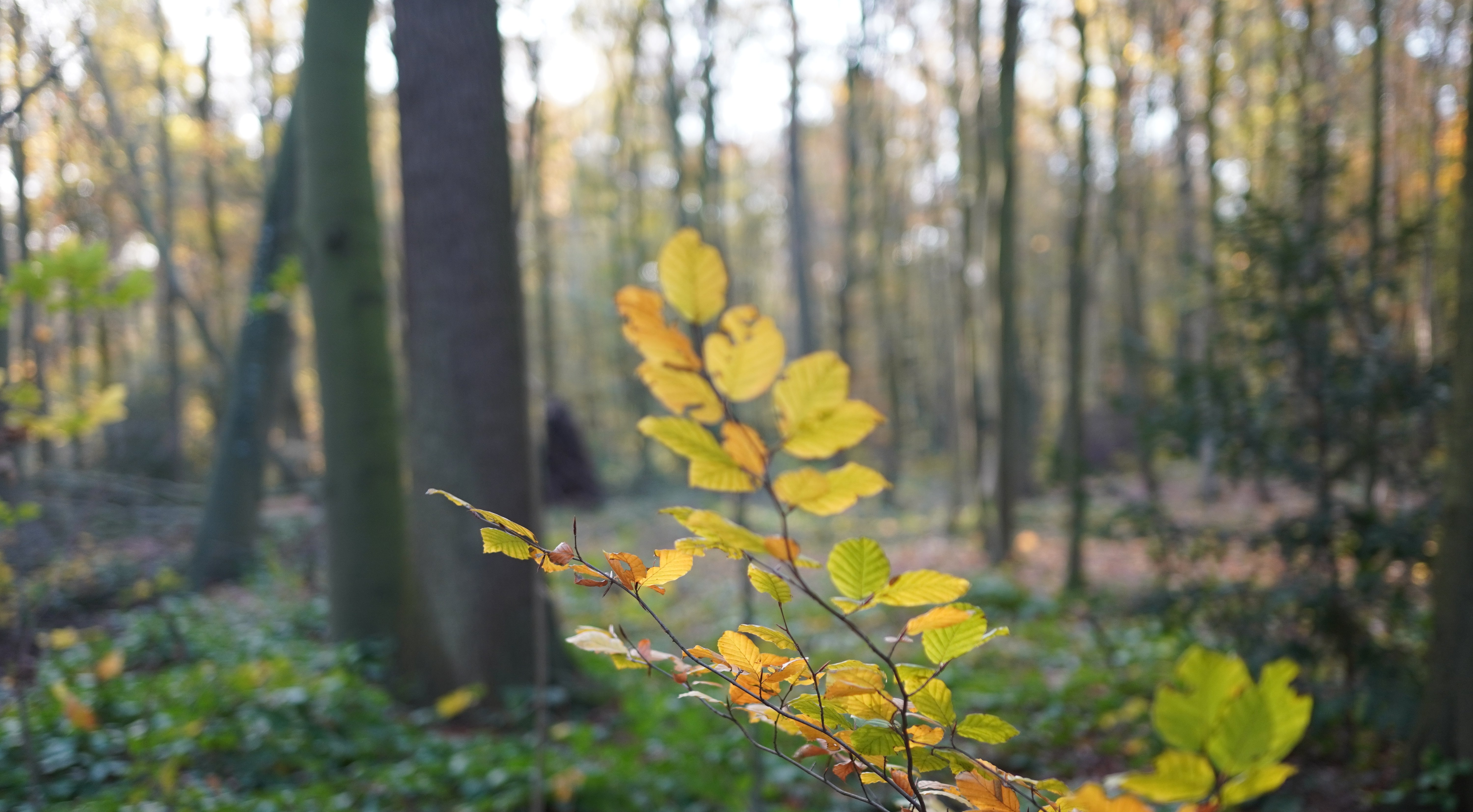 Herbstlicher Morgen im Wald