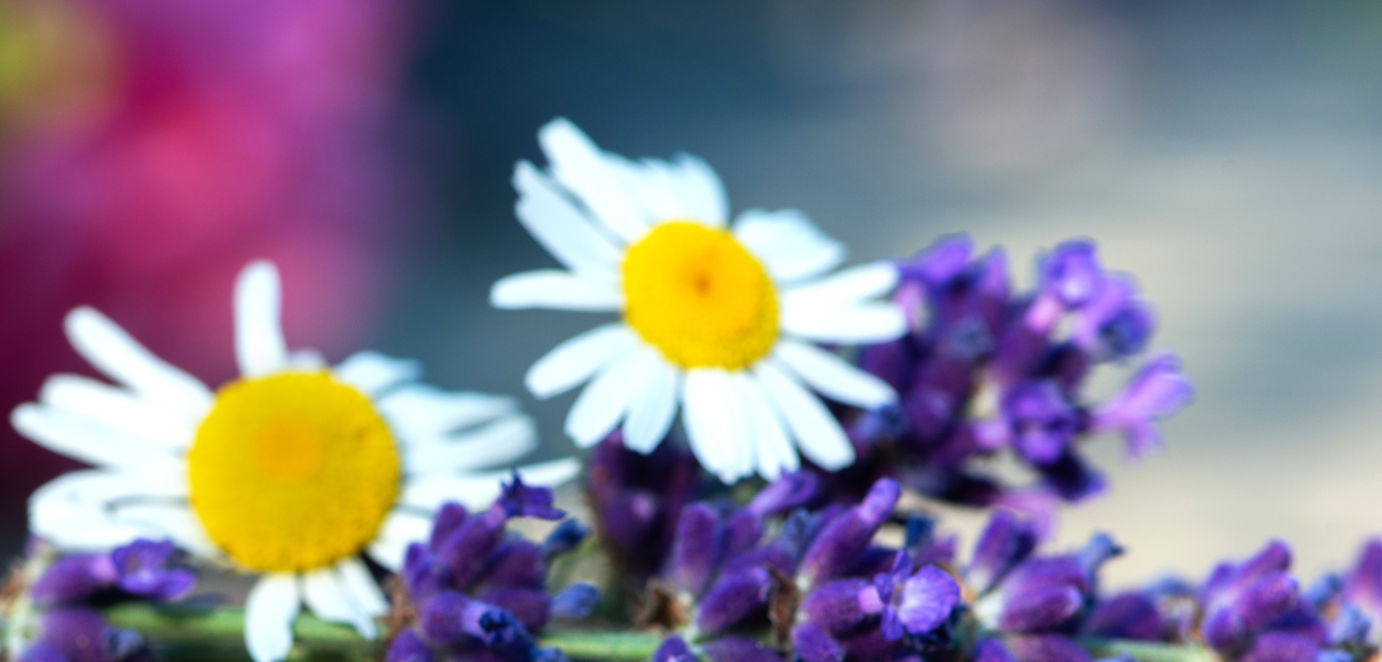 Copyright: medJUNGE Zwei Gänseblümchen und Lavendel.
