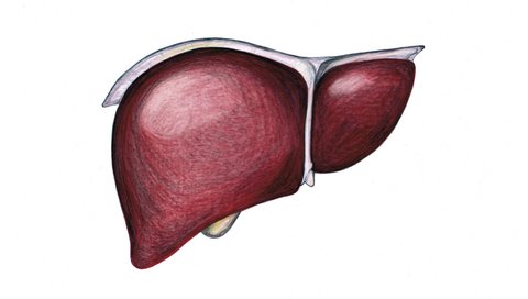 Drawing of a human liver