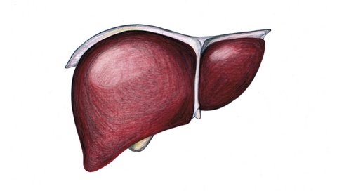 Zeichnung einer menschlichen Leber