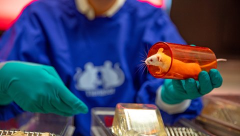 A white mouse looks out of a red transfer tube.