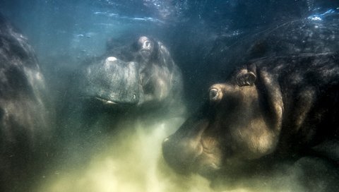 Foto unter Wasser von drei Flusspferden. 