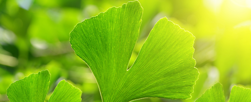 Gingkoblatt