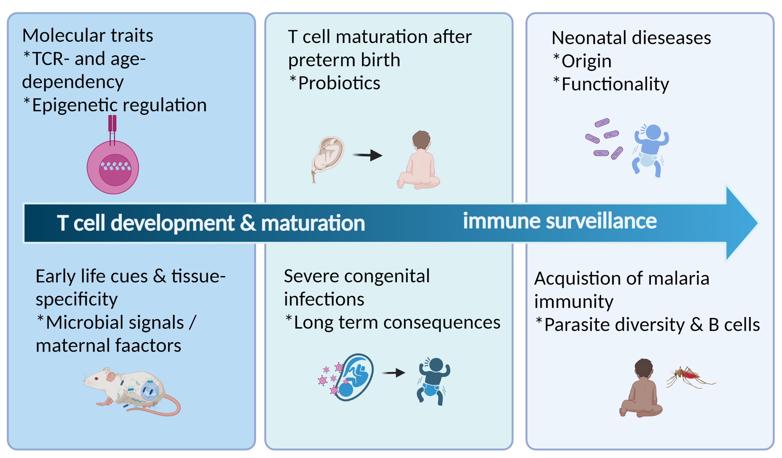 Copyright: Ravens, Sarina/Institut für Immunologie/MHH