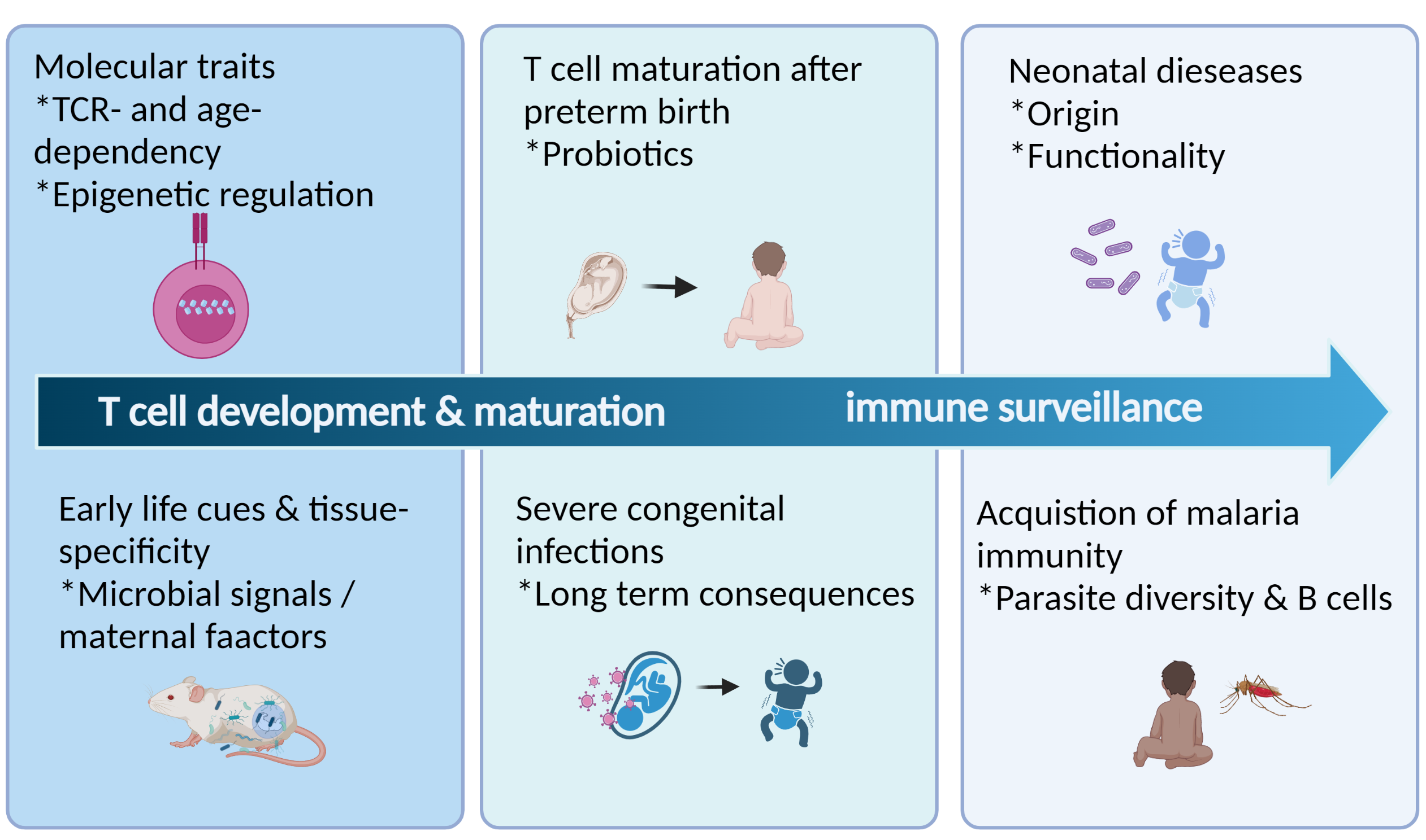 Copyright: Ravens, Sarina/Institut für Immunologie/MHH