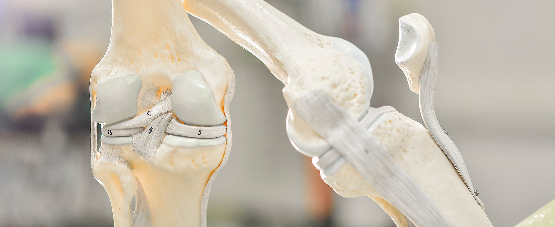 Zwei anatomische Modelle der Knochen des Knies