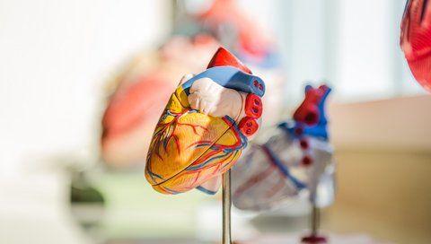 das anatomische Modell eines Herzen