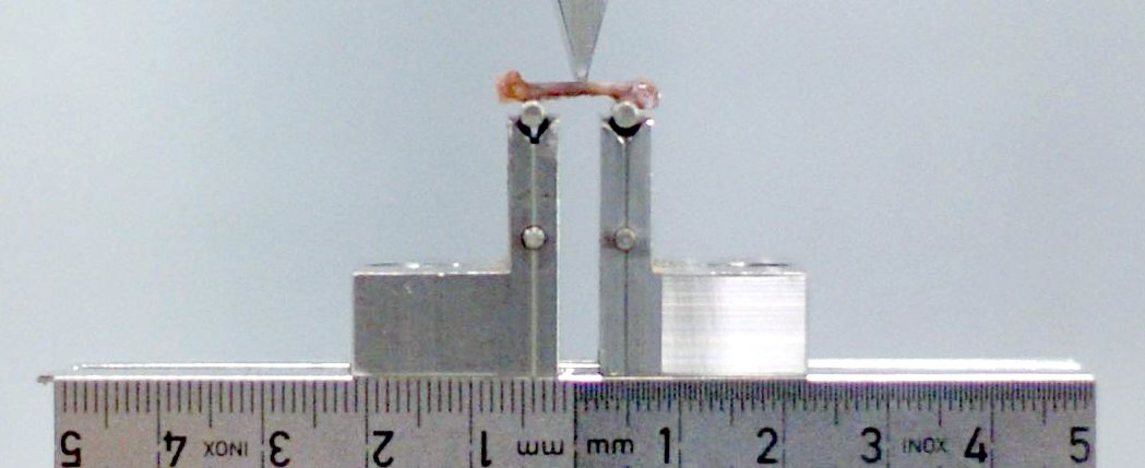 Eine Apparatur zum Testen der Stabilität von Knochen testet einen eingespannten Mäuseknochen.