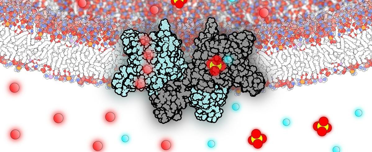  Die molekulare Darstellung zeigt die Doppelfunktion: Für einen reibungslosen Proteinabbau leitet das Protein SLC26A11 als Transporter den Sulfat-Abfall und als Kanal das anfallende Chlorid aus dem Lysosom heraus in das Zellinnere. 