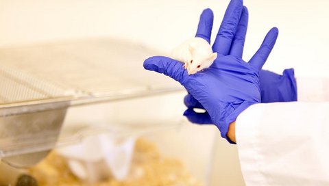 A white mouse sits on a researcher's hand.