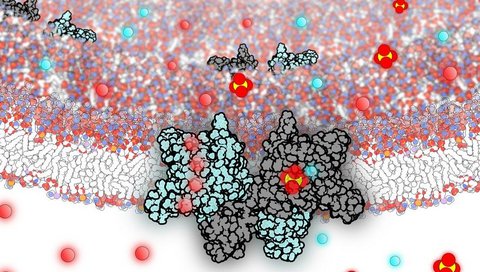 Die molekulare Darstellung zeigt die Doppelfunktion: Für einen reibungslosen Proteinabbau leitet das Protein SLC26A11 als Transporter den Sulfat-Abfall und als Kanal das anfallende Chlorid aus dem Lysosom heraus in das Zellinnere.