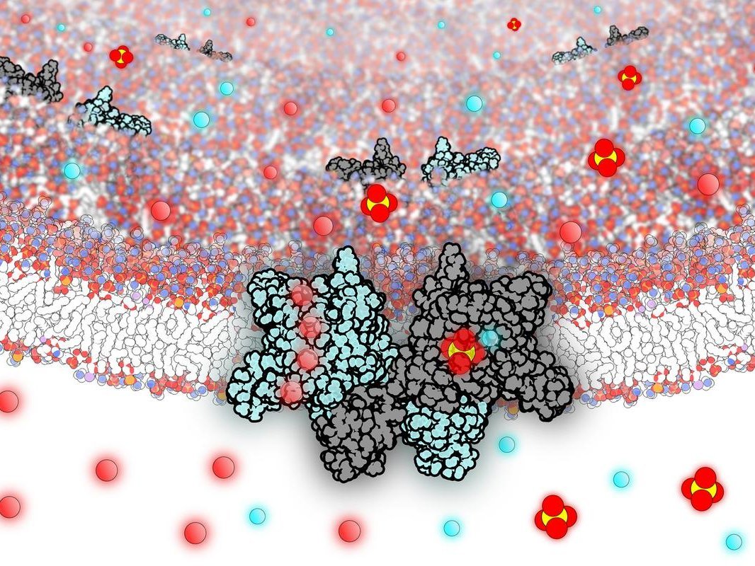 Die molekulare Darstellung zeigt die Doppelfunktion: Für einen reibungslosen Proteinabbau leitet das Protein SLC26A11 als Transporter den Sulfat-Abfall und als Kanal das anfallende Chlorid aus dem Lysosom heraus in das Zellinnere.