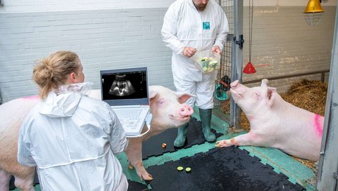 Zwei Menschen sind zusammen mit zwei Schweinen in einem Stall.