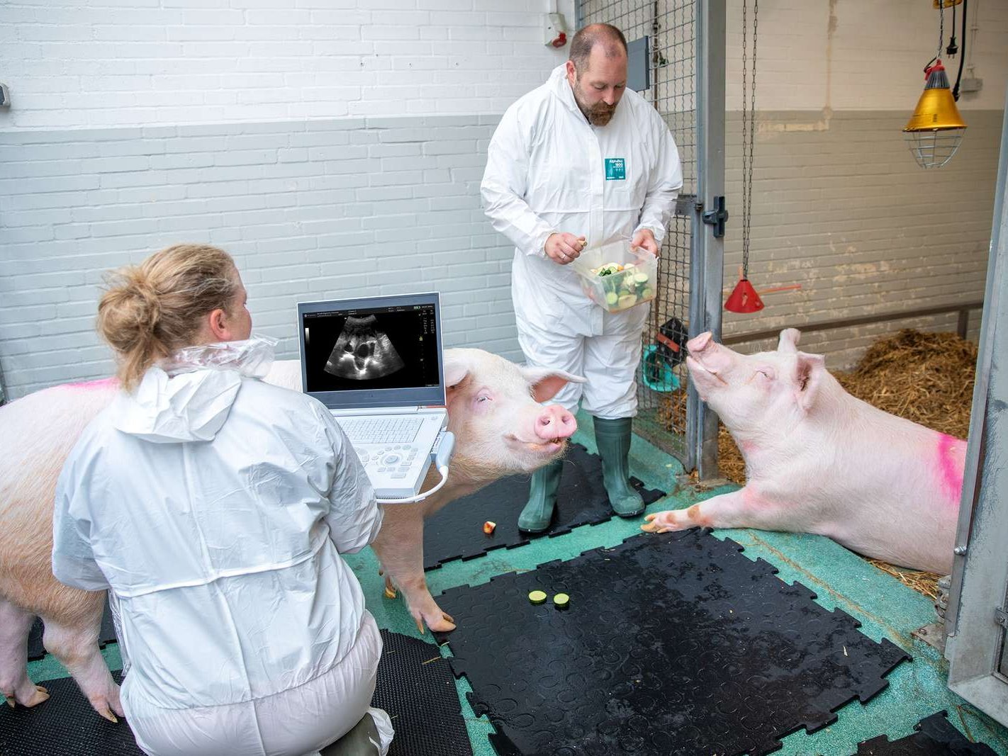 Zwei Menschen sind zusammen mit zwei Schweinen in einem Stall.