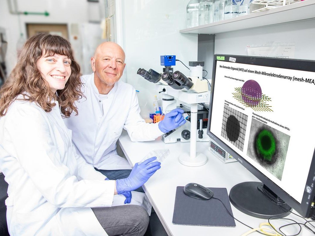 Eine Wissenschaftlerin und ein Wissenschaftler sitzen vor einem Mikroskop und einem Computer-Bildschirm, auf dem Herzorganoide abgebildet sind.