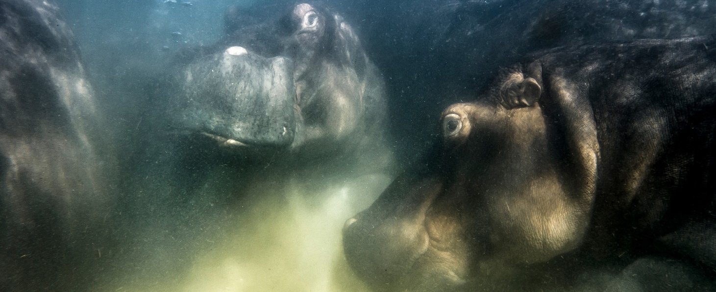 Foto von drei Flusspferden unter Wasser.