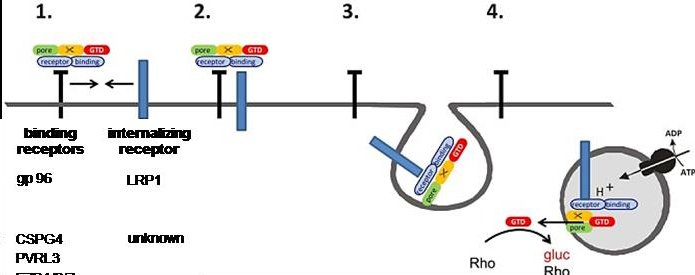 Two receptor model of TcdA and TcdB