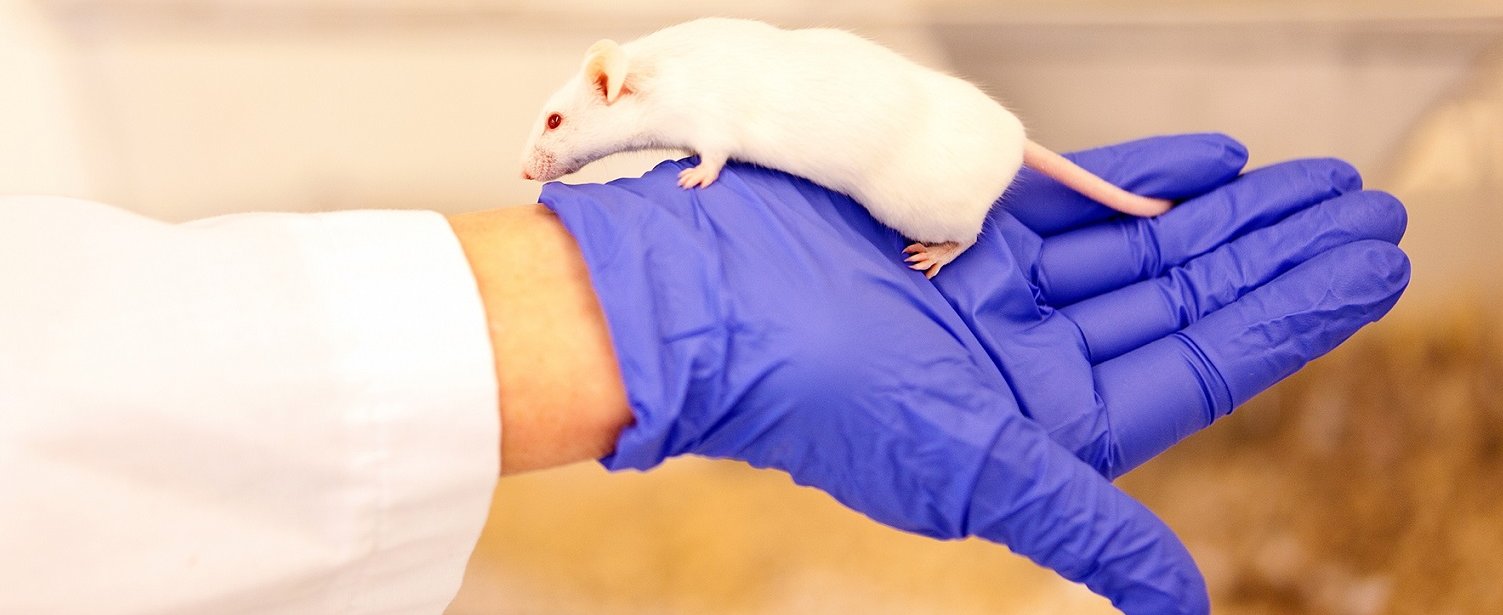 Eine weiße Maus liegt auf einer Hand, die einen blauen Laborhandschuh trägt. 