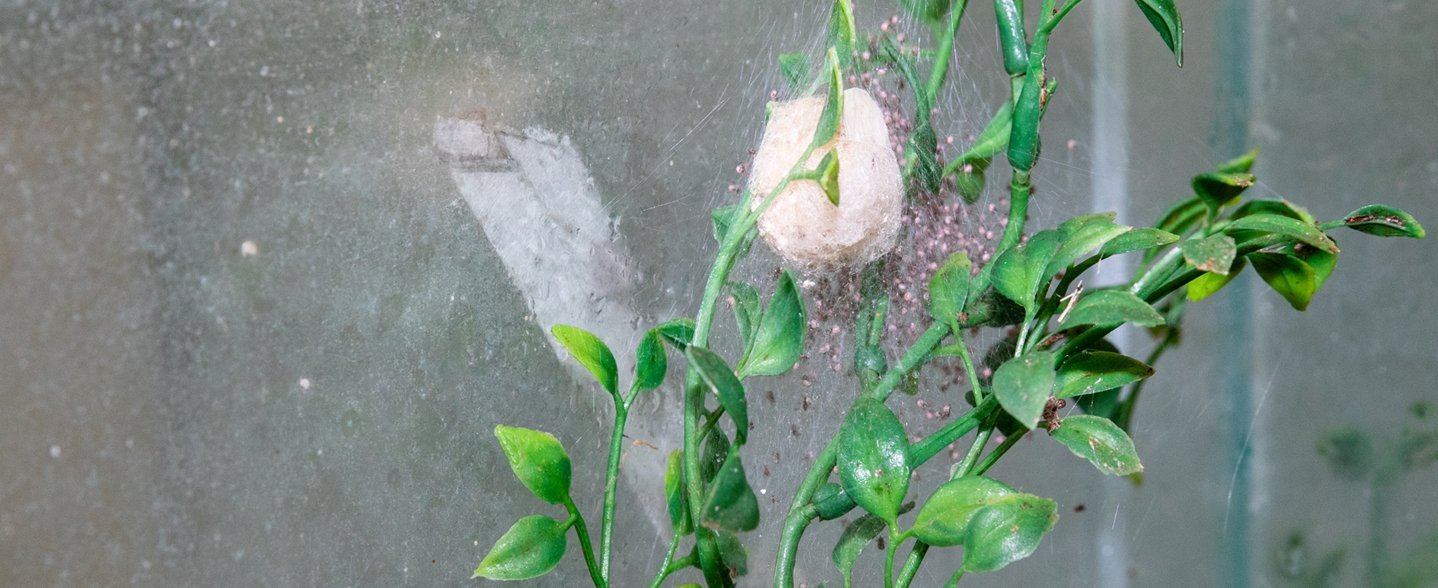 Die winzigen Spiderlinge der australischen Goldenen Radnetzspinne.