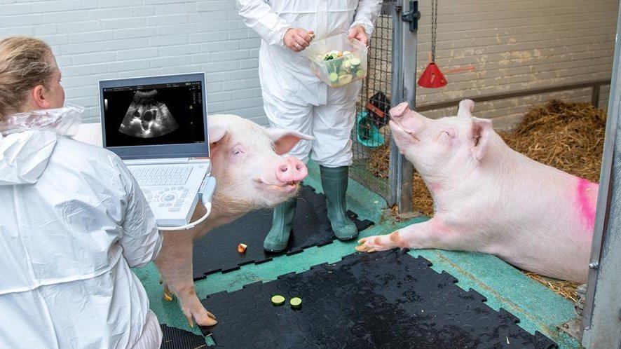 Zwei Mitarbeiter stehen bei zwei Schweinen in einem Stall und nehmen eine Ultraschalluntersuchung vor. 