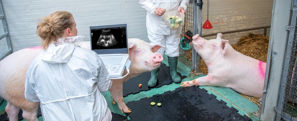 Two people and two pigs in a stable. 