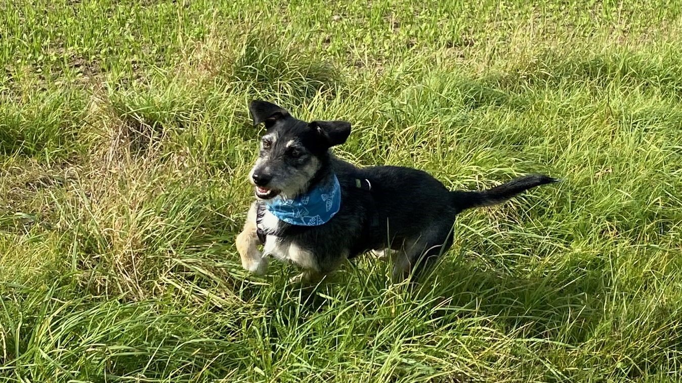 Der kleine Hund Barry trägt ein blaues Halstuch und hüpft abenteuerlustig durch grünes Gras.