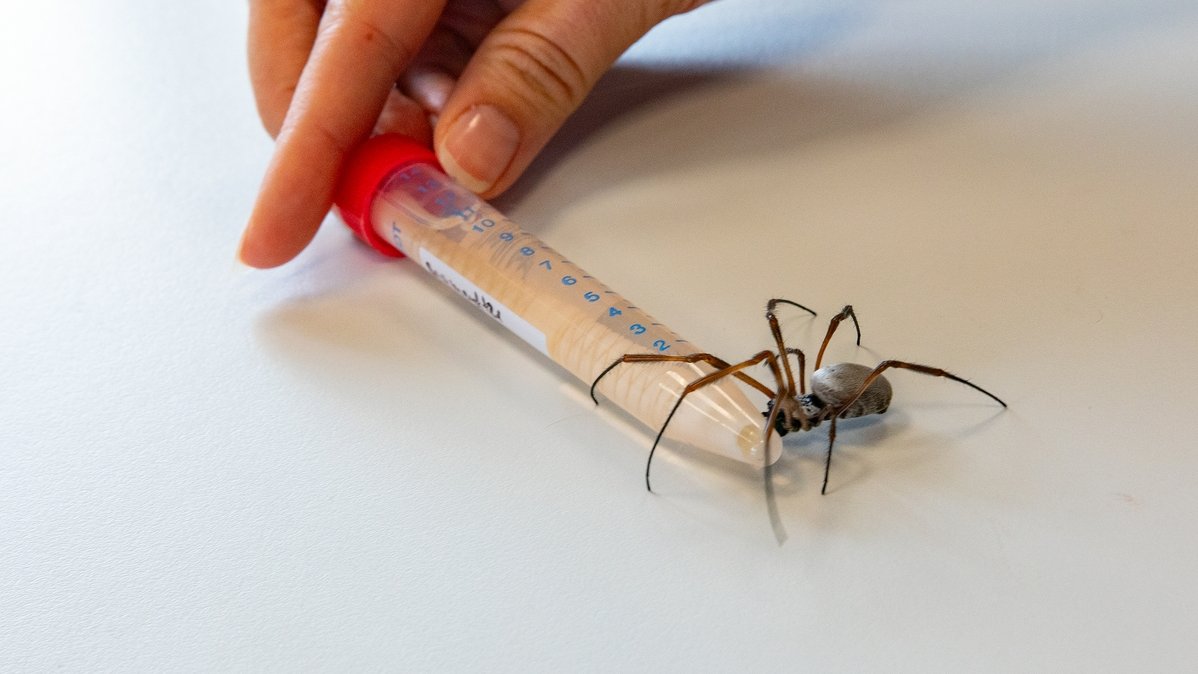 Eine Spinne krabbelt über ein Röhrchen, worin sich eine mit Spinnenseide verstärkte Gefäßprothese aus Fibrin befindet. 