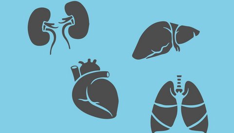 Die Organe Nieren, Leber, Lunge und Herz als Grafiken.