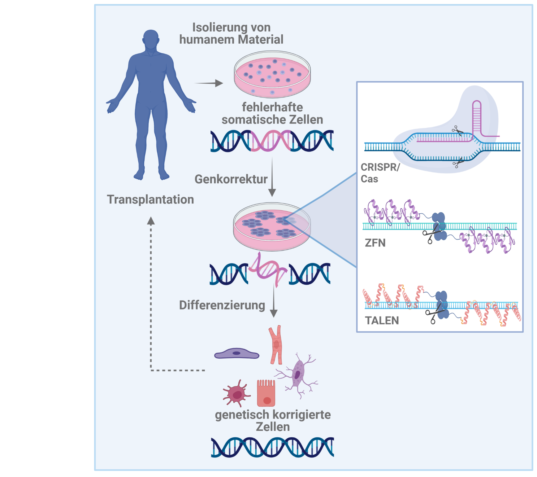 Genetische Modifikation pluripotenter Stammzellen, z.B. für patientenspezifische Therapien. 